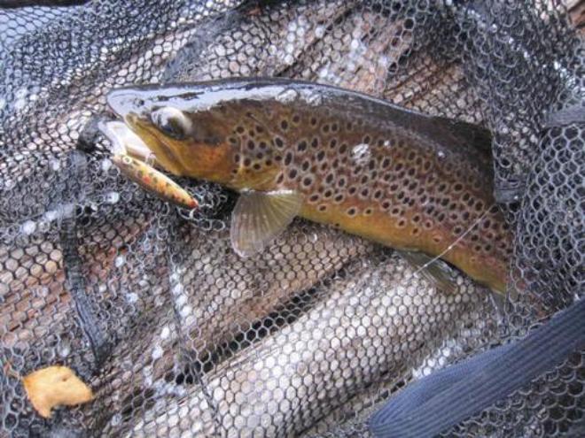 Cliff's well conditioned brown trout from the Huon River © Carl Hyland