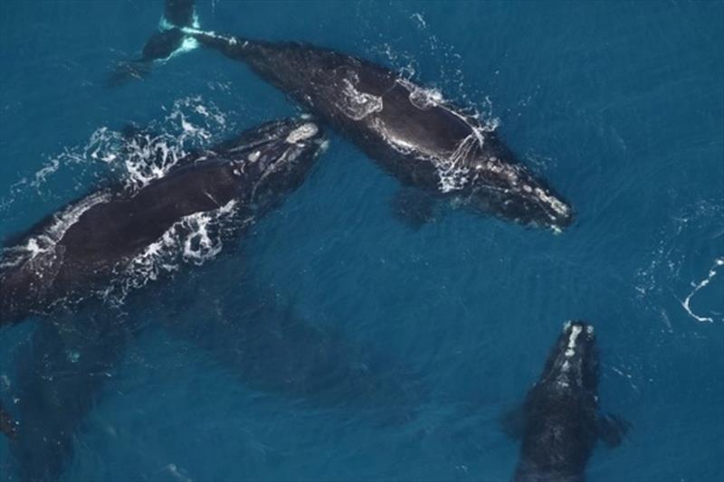 An aerial survey team, aboard NOAA's Twin Otter aircraft, spotted 9 right whales, but no calves, off Jekyll Island, Georgia on February 20, 2018 photo copyright Sea to Shore Alliance taken at  and featuring the Cruising Yacht class