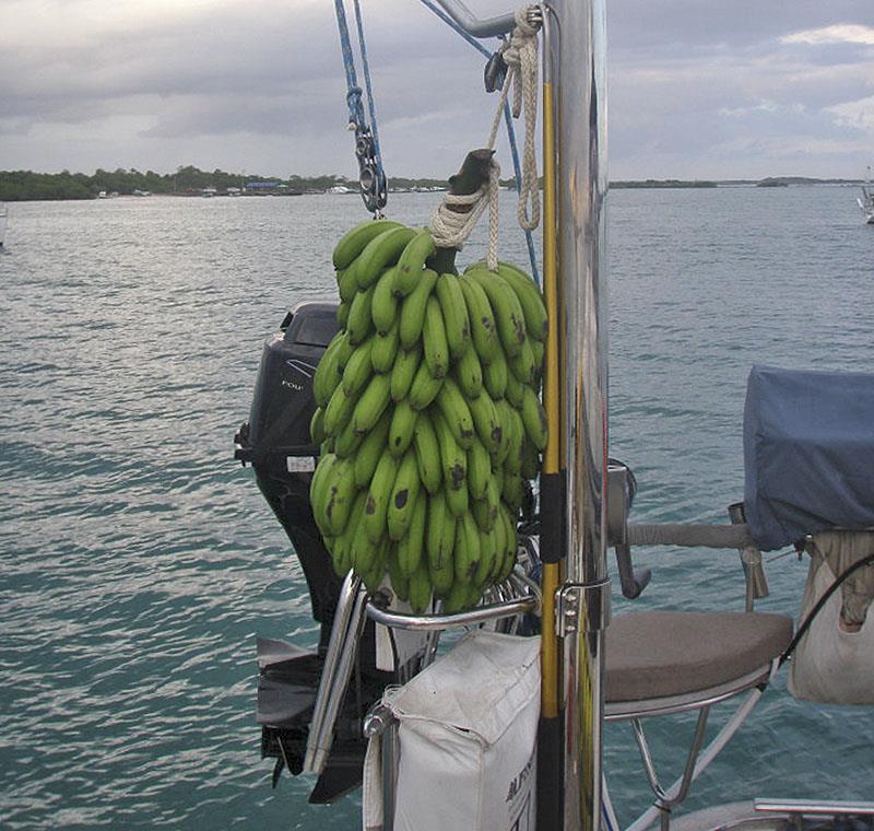 Green Bananas onboard our Moody 54 Red Sky crossing from Galapagos to Marquesas... good for gut health /weight loss also photo copyright Leanne Hembrow taken at  and featuring the Cruising Yacht class