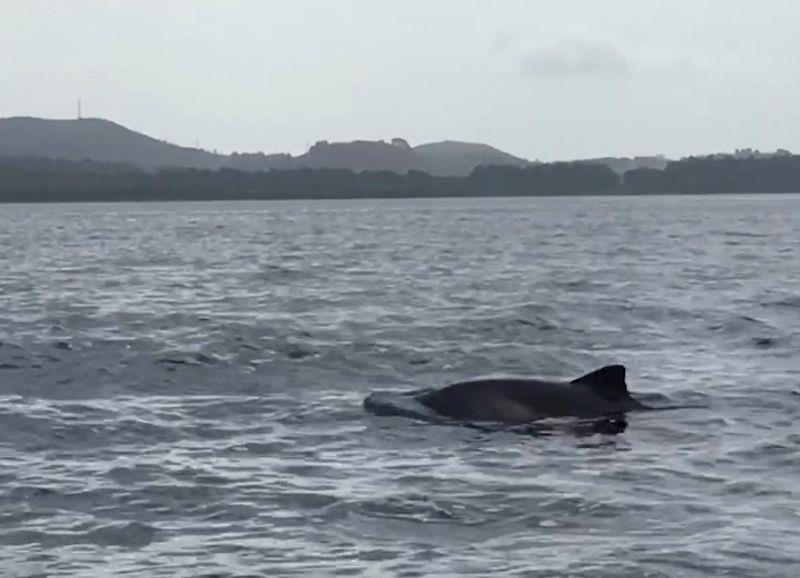 Dophin sighted during Harken One Design Regatta at Largs photo copyright Liz Potter taken at Largs Sailing Club and featuring the D-Zero class