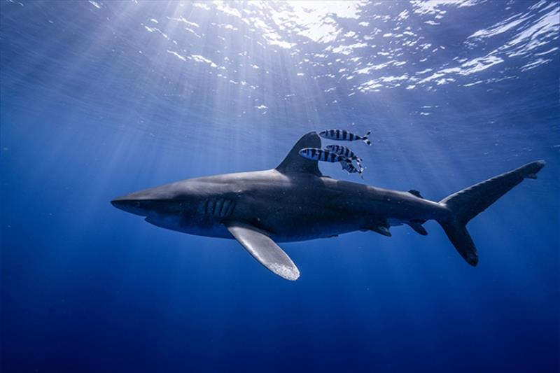 Small pilot fish congregate around an oceanic whitetip shark to feed on parasites photo copyright Trevor Bacon taken at  and featuring the Environment class