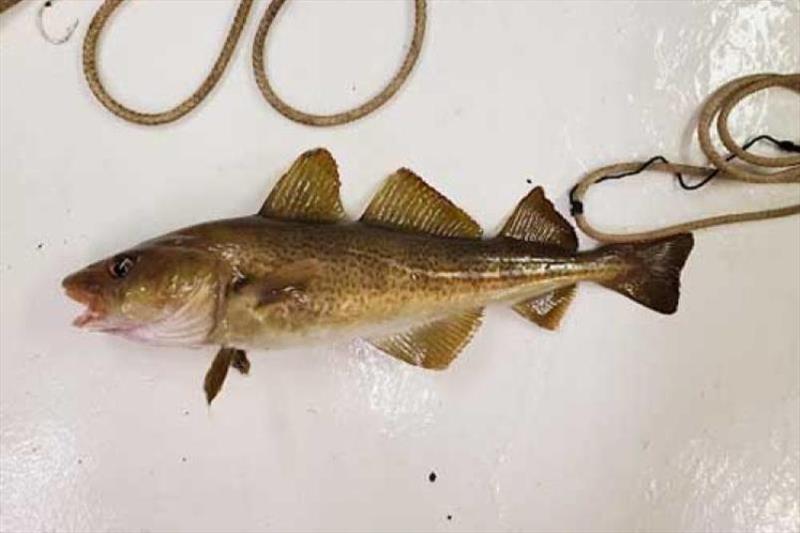 One of the Atlantic cod captured on the longline survey after being removed from the surrounding fishing gear photo copyright NOAA Fisheries / Dave McElroy taken at  and featuring the Environment class