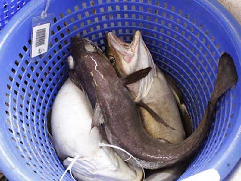 Three white hake sorted into a basket before they are weighed and worked up by scientists photo copyright NOAA Fisheries / Jack Wilson taken at  and featuring the Environment class
