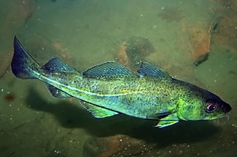 Atlantic cod photo copyright NOAA Fisheries taken at  and featuring the Environment class