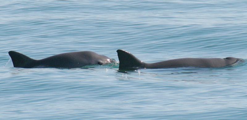 A mother and calf vaquita surface in the waters off San Felipe, Mexico. As recently as Fall 2021 vaquitas were seen with calves photo copyright Paula Olson, 2008 taken at  and featuring the Environment class