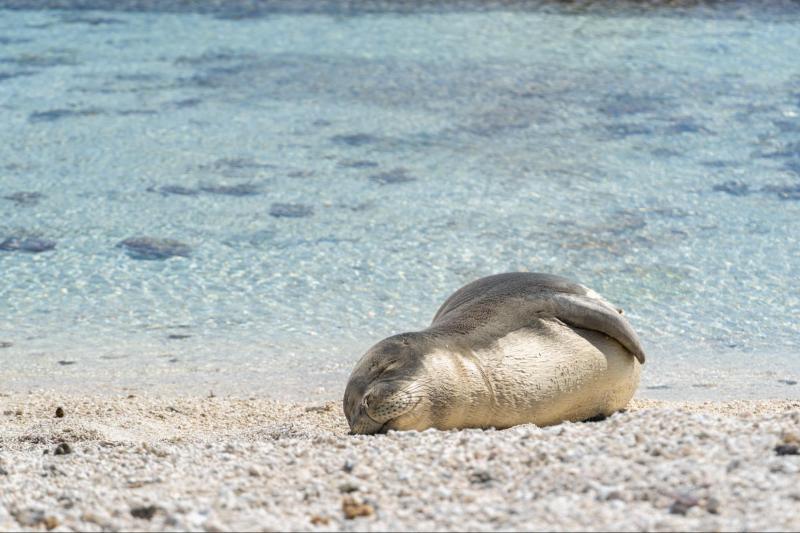 A juvenile Hawaiian monk seal rests on the beach photo copyright NOAA Fisheries (NMFS Permit #22677; PMNM Permit #2021-015) taken at  and featuring the Environment class