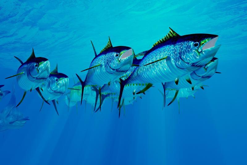 School of yellowfin tuna in the Atlantic Ocean photo copyright iStock taken at  and featuring the Environment class
