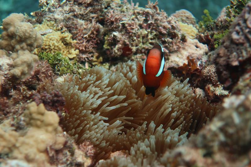 A curious anemonefish looks at a diver during a fish survey at Tinian Island - photo © NOAA Fisheries / Matt Chauvin