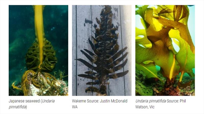 Marine pest wakame detection in South Australia photo copyright Boating Industry Association taken at  and featuring the Environment class