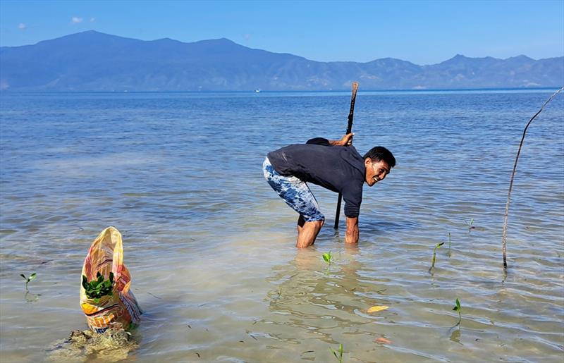 6000 mangrove seedlings will be planted for this project - photo © Mama Earth Foundation