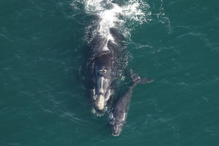 North Atlantic right whale Pediddle (#1012) and calf. This species was hunted nearly to extinction by commercial whalers in the 1800s, and continues to face threats from vessel strikes and entanglement in fishing gear - photo © NOAA Fisheries