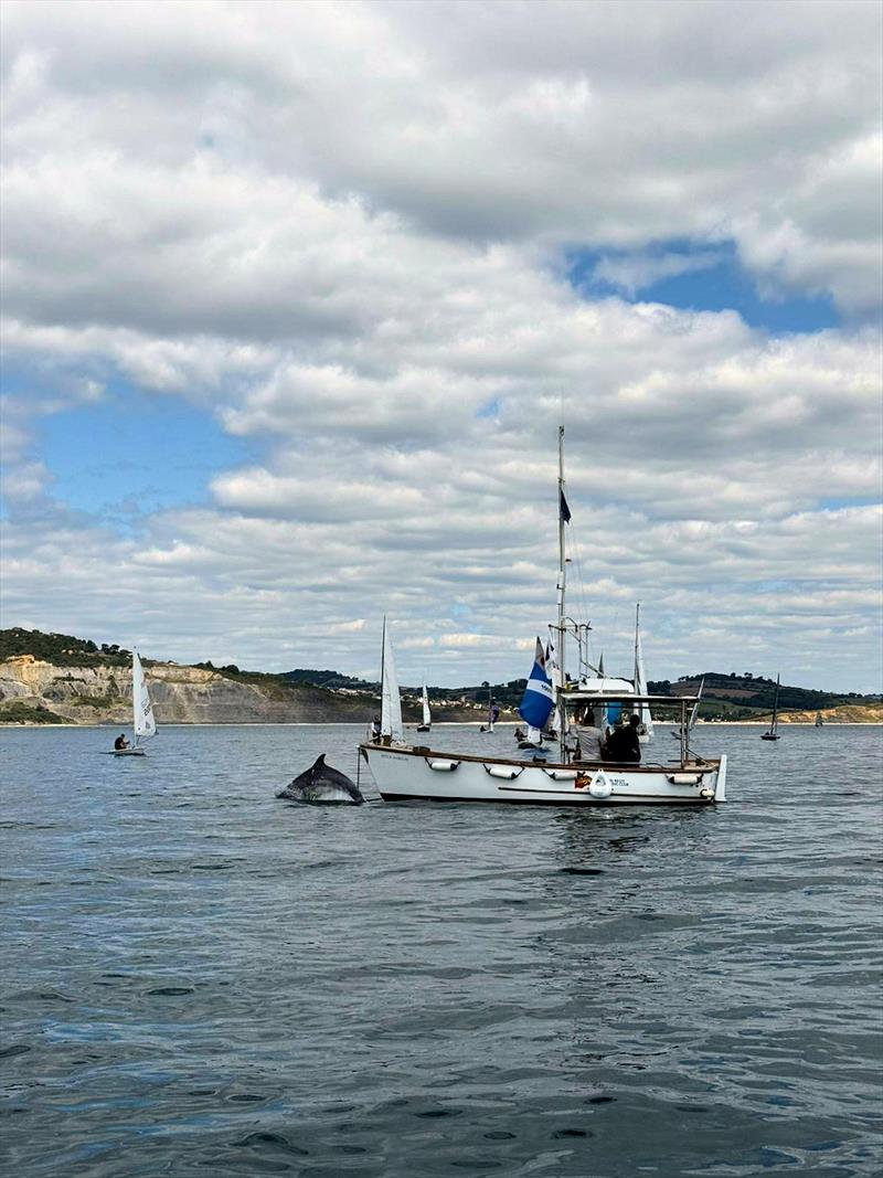 Lyme Regis Regatta 2025 photo copyright Jason Crocker taken at Lyme Regis Sailing Club and featuring the Environment class