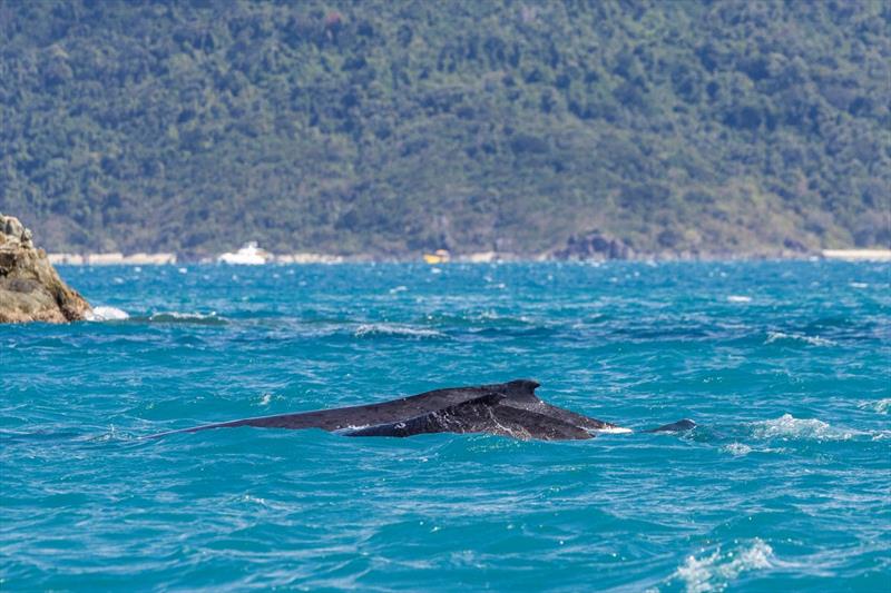 How lucky are we - whales came to visit - Islands Distillery Airlie Beach Race Week - photo © Andrea Francolini / ABRW