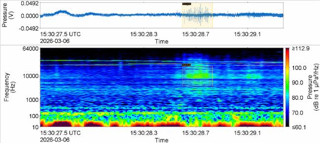 Figure 1. Dolphin clicks recorded from the St. Maarten Heineken Regatta finish boat on the 6th of March 2026, highlighted in yellow. The top frame is a time-series of the acoustic pressure. The very thin lines within the yellow box are dolphin clicks - photo © JASCO Applied Sciences