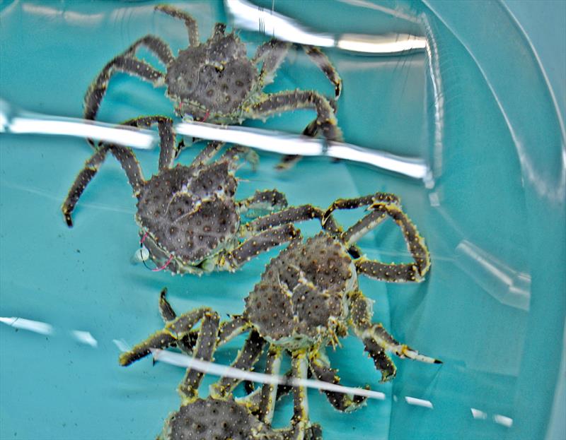 Red king crabs with test tags at the NOAA Kodiak Laboratory (females shown here and used in trials, but males will be tagged for actual tracking) photo copyright NOAA Fisheries taken at  and featuring the Fishing boat class