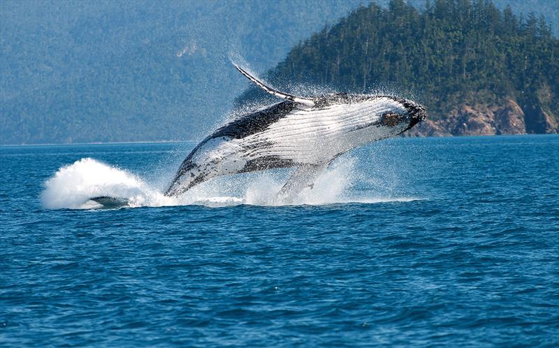 Humpback Whale Whitsundays - photo © Alicia Francois