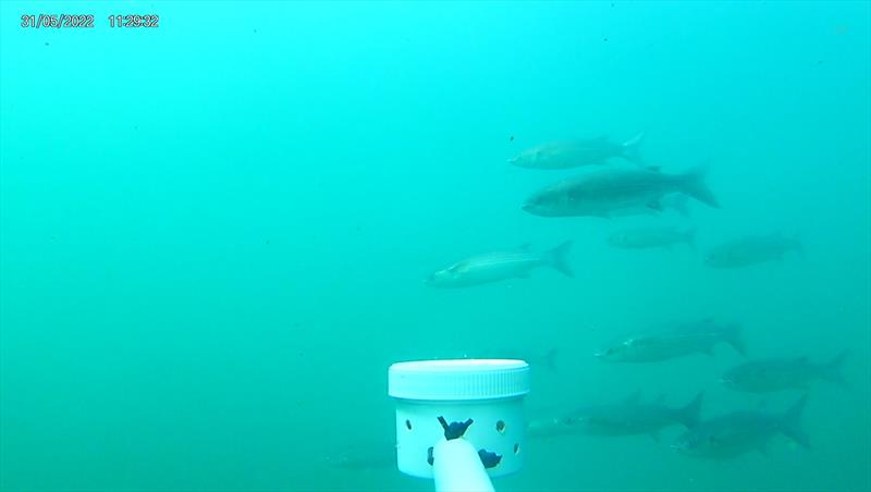 British shellfish and seaweed farms could provide valuable habitats for coastal fish species - photo © Marine Biological Association