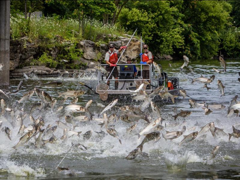 Juvenile invasive carp found closer to Lake Michigan than ever before - photo © American Sportfishing Association
