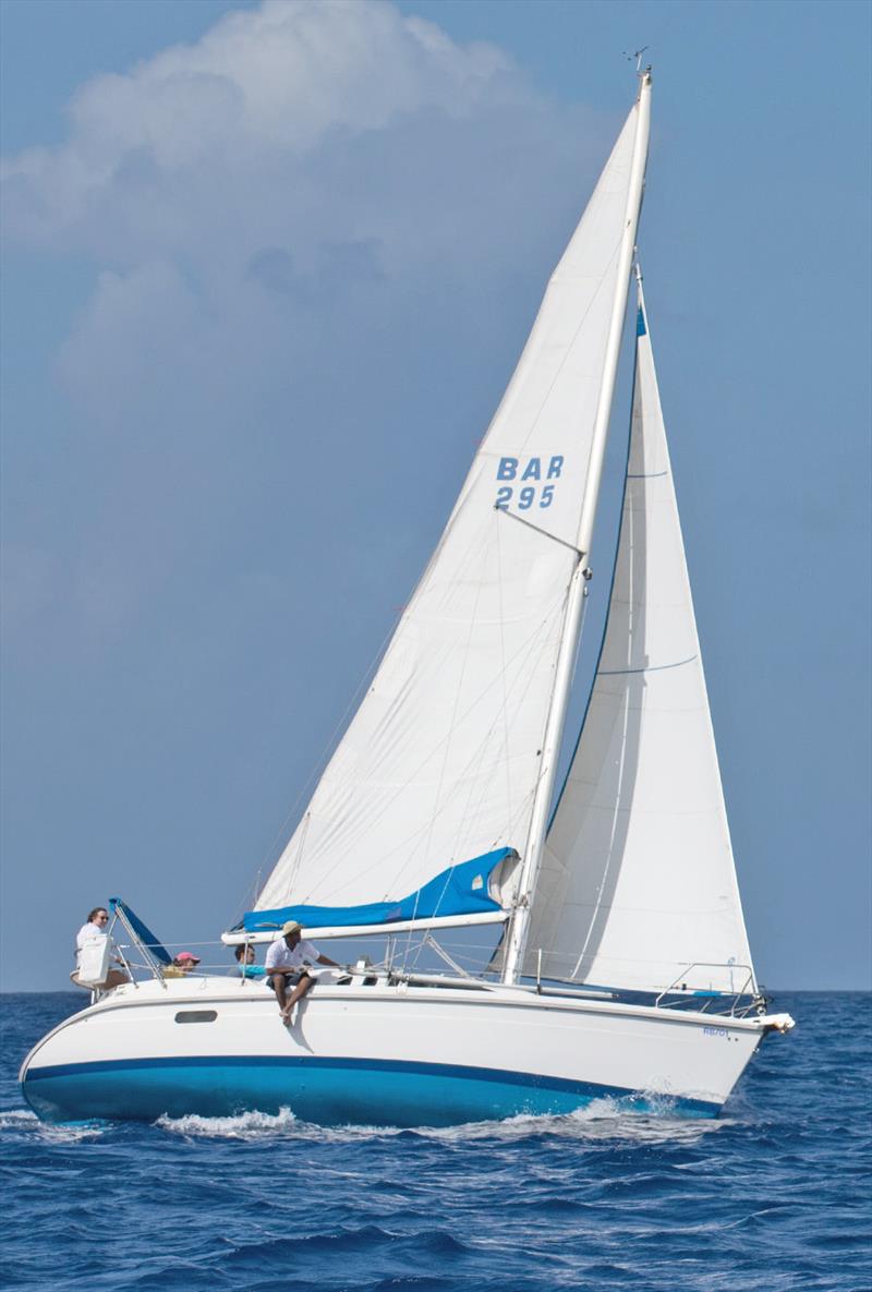 Good teamwork aboard Mandy (Hunter 29.5) photo copyright Peter Marshall / BSW taken at Barbados Yacht Club and featuring the IRC class