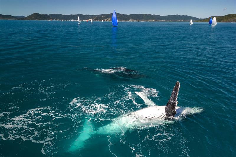 A bonus for sailors and visitors to Airlie Beach - Airlie Beach Race Week - photo © Andrea Francolini / ABRW