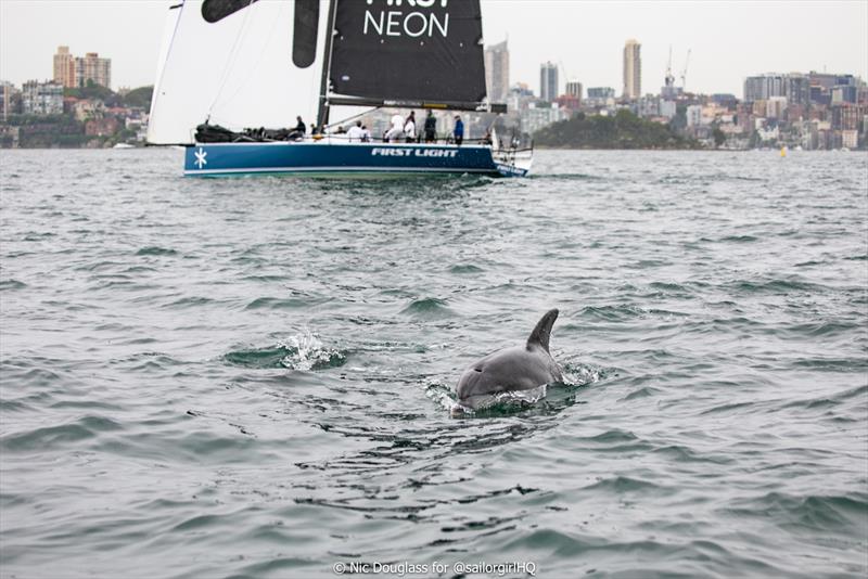 LGT Wealth Management Australia Cup - Dolphins on Sydney Harbour amongst the action - photo © Nic Douglass for @sailorgirlHQ