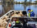 Marine Rescue NSW volunteers transfer sheep near Deniliquin