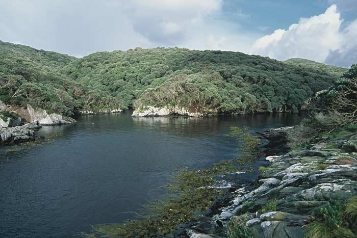 Harbour at Snares Islands - photo © Terranature.org