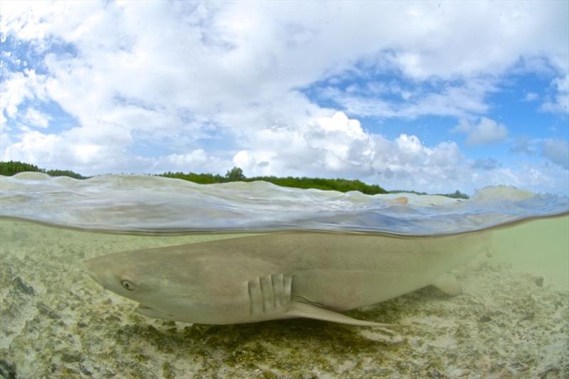 Bull sharks are often found in shallow, estuarine waters. - photo © Australian Maritime Safety Authority