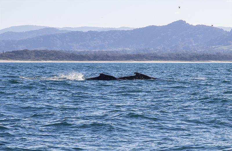 Whales having a blast off Coffs Harbour in late June photo copyright John Curnow taken at Coffs Harbour Yacht Club