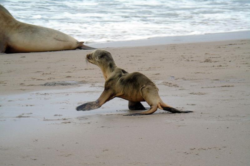 Sea lion mothers struggled to feed their pups as a marine heatwave known as `The Blob` shifted their most favored prey north, far from rookeries in Southern California photo copyright Jim Milbury / NOAA Fisheries taken at 