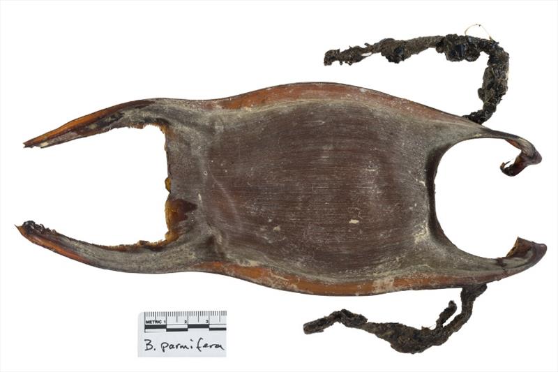 A skate egg case, or `mermaid's purse.` photo copyright NOAA Fisheries taken at 