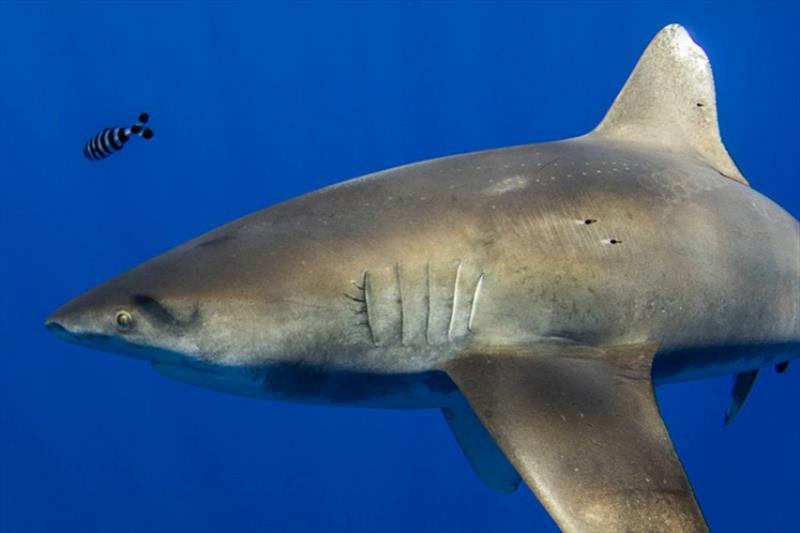 The curious case of a shark and a cephalopod photo copyright NOAA Fisheries taken at 