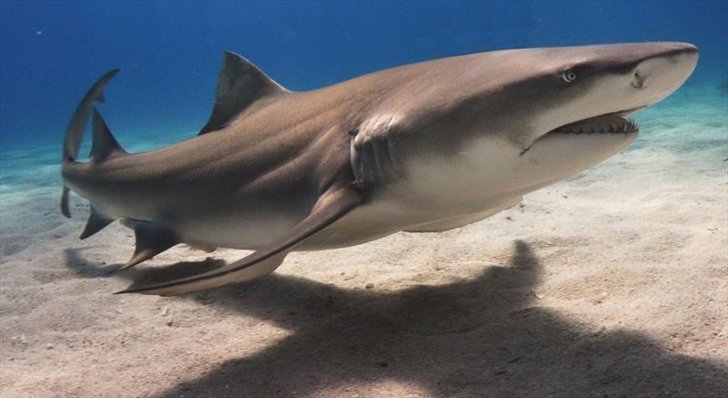 Sharks in Atlantic coastal waters - photo © NOAA Fisheries