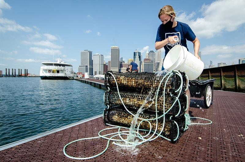 Billion Oyster Project oyster restoration in NYC photo copyright Steven DeWitt | Witness Tree Media taken at 