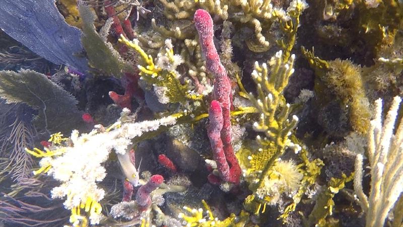 Coral photo copyright Offshore Sailing School taken at 