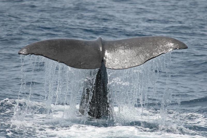 Sperm whale fluke photo copyright Lisa Steiner taken at 