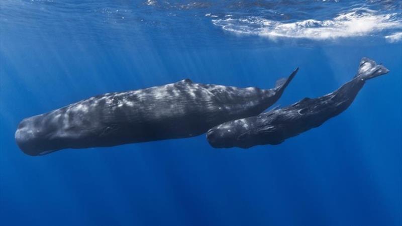 Sperm whale and calf photo copyright Gabriel Barathieu taken at 