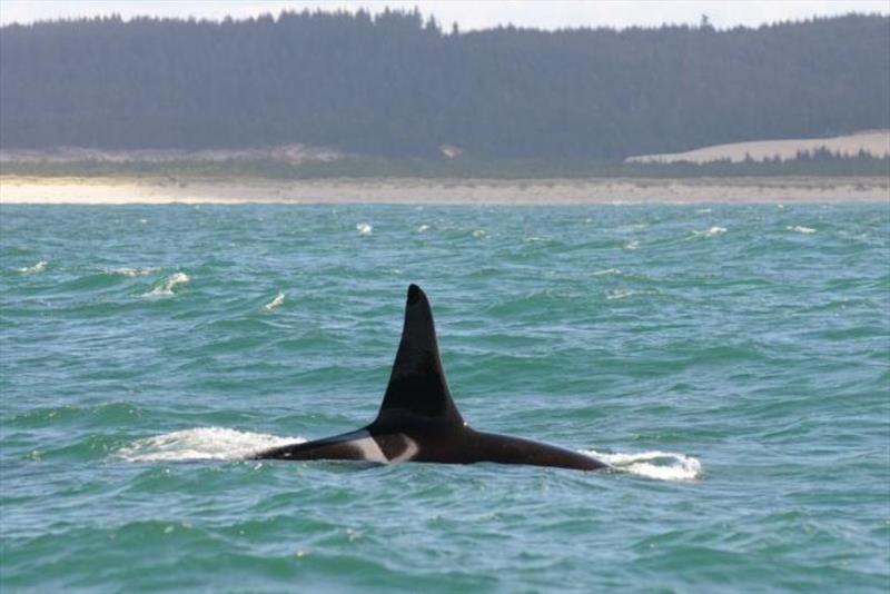 An endangered Southern Resident killer whale off the coast of Washington photo copyright NOAA Fisheries / Northwest Fisheries Science Center taken at 