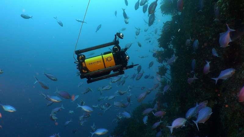 Cinematography Boxfish underwater - photo © NZ Marine Industry Association