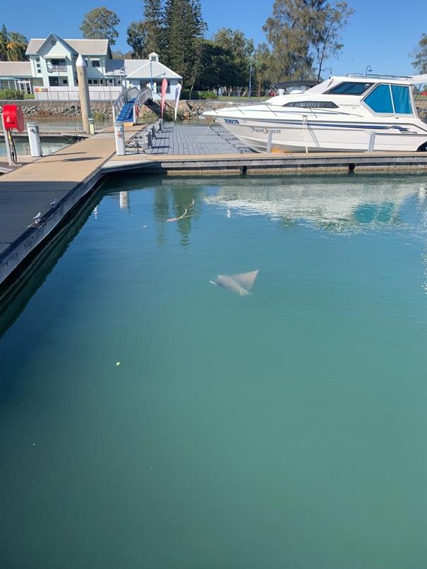 Eagle Ray spotted in the Marina photo copyright Gladstone Ports Corporation taken at 