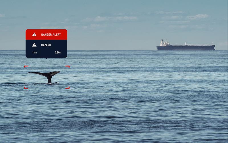 Whales detection - photo © SEA.AI 