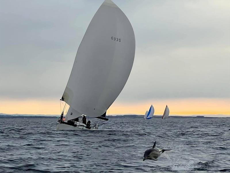 A dolphin paves the path for Archie - Apollo Bay Race 2022 - photo © Glen Cowan