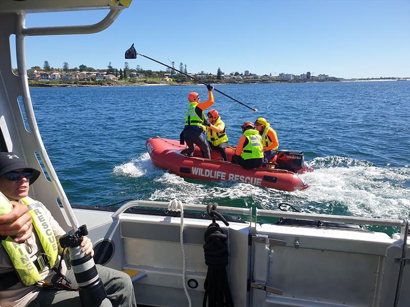 Marine Rescue volunteers at NSW NPWS whale disentanglement training exercise - photo © Marine Rescue NSW