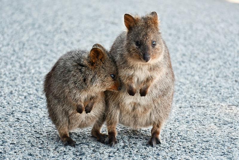 Friendly and adorable quokkas can only be found on Rottnest Island photo copyright Riviera Australia taken at  and featuring the Power boat class