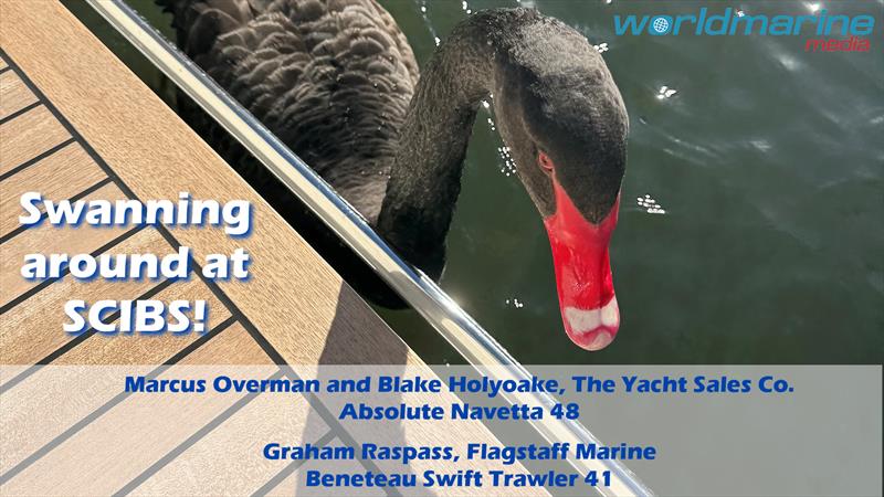 Swanning around at SCIBS! - photo © worldmarine.media